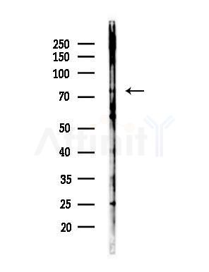 GTPBP1 Antibody - Western blot analysis of lysates from Mouse brain, using GTPBP1 Antibody at 1/1000 dilution.