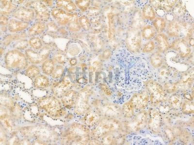 HLA-DMB Antibody - DF9573 at 1/100 staining human normal kidney tissue by IHC-P.