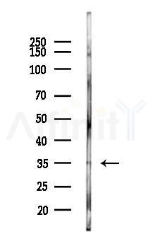 SIX3 Antibody - Western blot analysis of lysates from Mouse testis, using SIX3 Antibody at 1/1000 dilution.