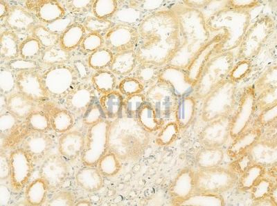 ICAM5 Antibody - DF9596 at 1/100 staining human normal kidney tissue by IHC-P.