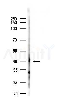KIR2DL5A Antibody - Western blot analysis of lysates from Mouse brain, using KIR2DL5A Antibody at 1/1000 dilution.