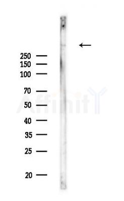 MUC5A Antibody - Western blot analysis of lysates from Rat kidney, using MUC5A Antibody at 1/1000 dilution.