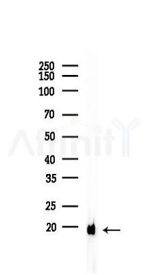 MAL Antibody - Western blot analysis of lysates from Mouse liver, using MAL Antibody at 1/1000 dilution.