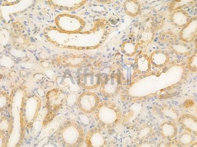 MAL Antibody - DF9645 at 1/100 staining human normal kidney tissue by IHC-P.