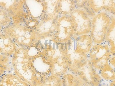 MAL Antibody - DF9645 at 1/100 staining human normal kidney tissue by IHC-P.
