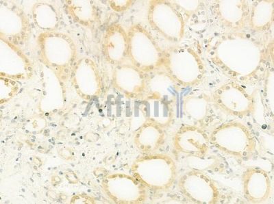 MYH3 Antibody - DF9647 at 1/100 staining human normal kidney tissue by IHC-P.