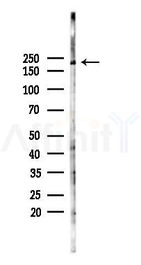 MYO16 Antibody - Western blot analysis of lysates from RAW264.
