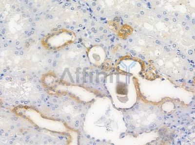 NDUFS4 Antibody - DF9670 at 1/100 staining human normal kidney tissue by IHC-P.