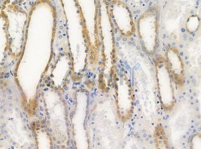 NDUFS4 Antibody - DF9670 at 1/100 staining human normal kidney tissue by IHC-P.
