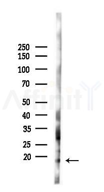 MT-ND6 Antibody - Western blot analysis of lysates from RAW264.