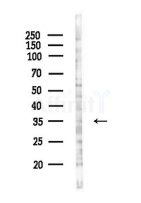 OR6N1 Antibody - Western blot analysis of lysates from HepG2 cells(starvation,24h treatment), using OR6N1 Antibody at 1/1000 dilution.