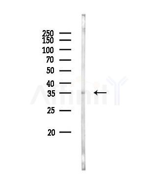 PLSCR2 Antibody - Western blot analysis of lysates from A549 cells, using PLSCR2 Antibody at 1/1000 dilution.