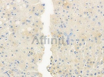 PLSCR4 Antibody - DF9756 at 1/100 staining human normal liver tissue by IHC-P.