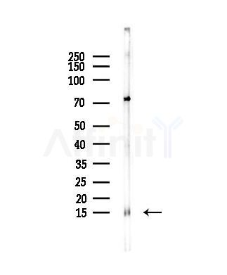 PPP1R14B Antibody - Western blot analysis of lysates from A549 cells, using PPP1R14B Antibody at 1/1000 dilution.