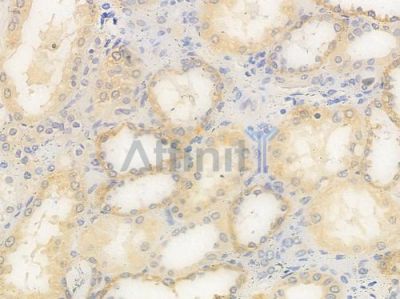 PDP1 Antibody - DF9794 at 1/100 staining human normal kidney tissue by IHC-P.