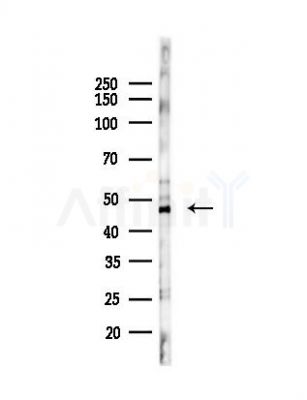 RASGEF1B Antibody - Western blot analysis of lysates from Mouse liver, using RASGEF1B Antibody at 1/1000 dilution.