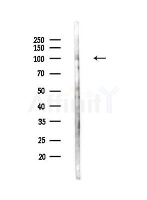 RHG12 Antibody - Western blot analysis of lysates from Mouse lung, using RHG12 Antibody at 1/1000 dilution.