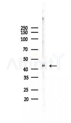 SerpinB6 Antibody - Western blot analysis of lysates from Mouse liver, using SerpinB6 Antibody at 1/1000 dilution.