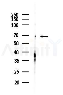 SLC6A12 Antibody - Western blot analysis of lysates from Hela cells(LPS, 4h treatment), using SLC6A12 Antibody at 1/1000 dilution.