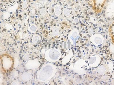 USP26 Antibody - DF9986 at 1/100 staining human normal kidney tissue by IHC-P.