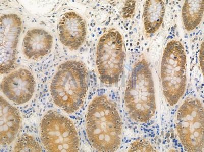 USP26 Antibody - DF9986 at 1/100 staining human normal colon tissue by IHC-P.