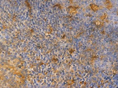 CAPG Antibody - AF0012 at 1/100 staining human normal tonsil tissue by IHC-P.