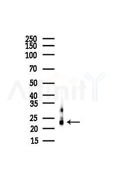 NOL3 Antibody - Western blot analysis of lysates from Mouse liver, using NOL3 Antibody at 1/1000 dilution.