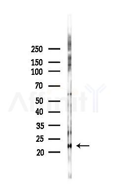 Bax Antibody - Western blot analysis of lysates from RAW264.