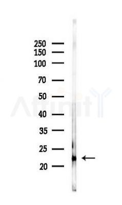 Bax Antibody - Western blot analysis of lysates from RAW264.