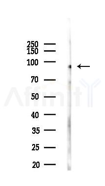 OCT1 Antibody - Western blot analysis of lysates from HUVEC cells(starvation,24h treatment), using OCT1 Antibody at 1/1000 dilution.