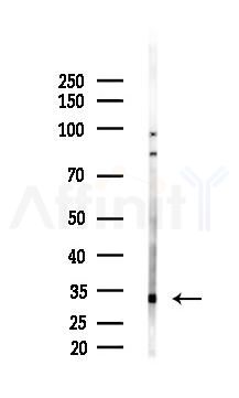 KLK3 Antibody - Western blot analysis of lysates from Rat brain, using KLK3 Antibody at 1/1000 dilution.