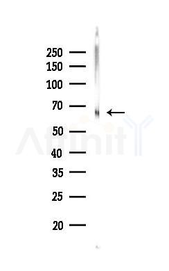 SERC1 Antibody - Western blot analysis of lysates from Mouse lung, using SERC1 Antibody at 1/1000 dilution.
