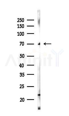 SERC1 Antibody - Western blot analysis of lysates from B16F10-LUC cells(starvation 24h treatment), using SERC1 Antibody at 1/1000 dilution.