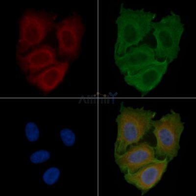 BCAR3 Antibody - AF0554 staining Hela cells(24h of starvation treatment) by IF/ICC.