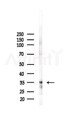 MORF4L1 Antibody - Western blot analysis of lysates from HUVEC cells(starvation 24h treatment), using MORF4L1 Antibody at 1/1000 dilution.