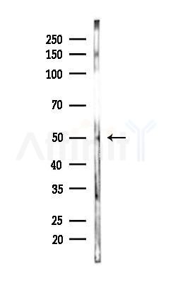 PKNOX2 Antibody - Western blot analysis of lysates from Rat liver, using PKNOX2 Antibody at 1/1000 dilution.