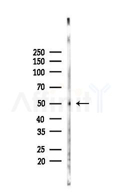 PKNOX2 Antibody - Western blot analysis of lysates from Rat brain, using PKNOX2 Antibody at 1/1000 dilution.