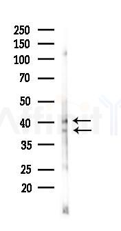 Hsp40 Antibody - Western blot analysis of lysates from Rat testis, using Hsp40 Antibody at 1/1000 dilution.