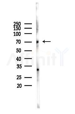 GCYB1 Antibody - Western blot analysis of lysates from Mouse lung, using GCYB1 Antibody at 1/1000 dilution.