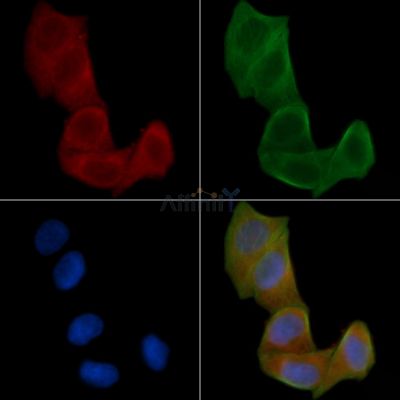 5HT5A receptor Antibody - AF0631 staining Hela cells(24h of starvation treatment) by IF/ICC.