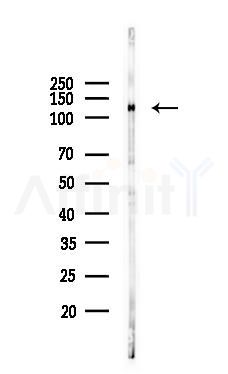 RBM26 Antibody - Western blot analysis of lysates from Mouse testis, using RBM26 Antibody at 1/1000 dilution.