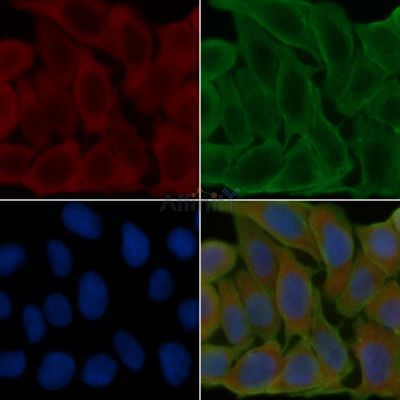 COX6C Antibody - AF0762 staining Hela cells(24h of starvation treatment) by IF/ICC.