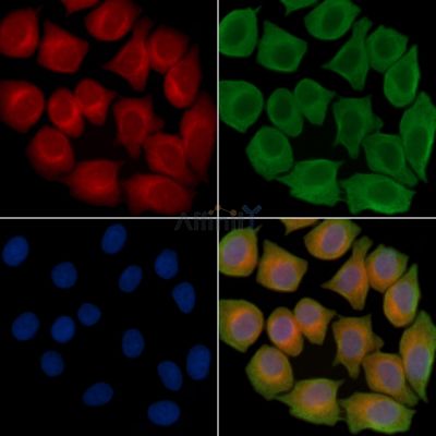 Cytokeratin 15 Antibody - AF0790 staining Hela cells(45min of heat-shock treatment) by IF/ICC.