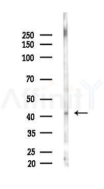 ERK1/2 Antibody - Western blot analysis of lysates from Rat brain, using ERK1/2 Antibody at 1/1000 dilution.