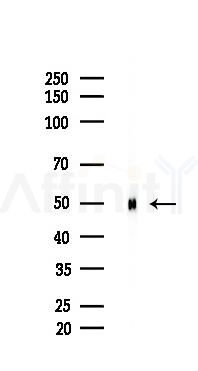 Pim-1 Antibody - Western blot analysis of lysates from Rat brain, using Pim-1 Antibody at 1/1000 dilution.