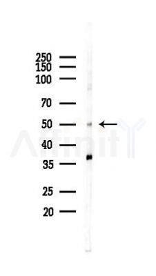 p53 Antibody - Western blot analysis of lysates from RAW264.