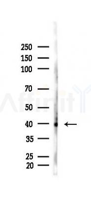 alpha-SMA Antibody - Western blot analysis of lysates from Rat brain, using alpha-SMA Antibody at 1/1000 dilution.