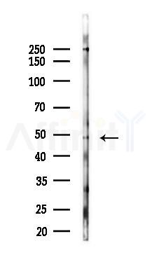 Phospho-WIPI2 (Ser413) Antibody - Western blot analysis of lysates from RAW264.