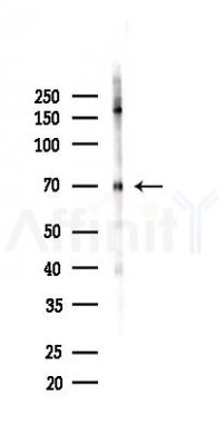Phospho-C-RAF (Ser621) Antibody - Western blot analysis of lysates from RAW264.