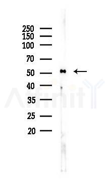 Phospho-c-Jun (Ser73) Antibody - Western blot analysis of lysates from Rat brain, using Phospho-c-Jun (Ser73) Antibody at 1/1000 dilution.